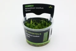 Grasartige Zwergschwertpflanze, Helanthium tenellum "Green", In Vitro