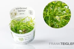 Grasartige Zwergschwertpflanze, Helanthium tenellum "Green", In Vitro