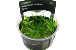 Grasartige Zwergschwertpflanze, Helanthium tenellum 