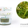 Grasartige Zwergschwertpflanze, Helanthium tenellum "Red", In Vitro