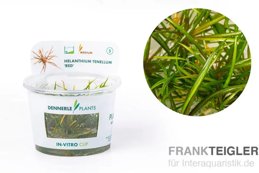 Grasartige Zwergschwertpflanze, Helanthium tenellum "Red", In Vitro