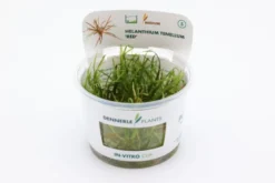 Grasartige Zwergschwertpflanze, Helanthium tenellum "Red", In Vitro