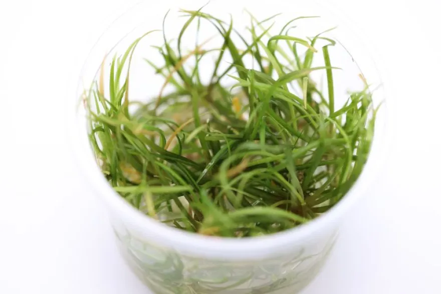 Grasartige Zwergschwertpflanze, Helanthium tenellum "Red", In Vitro