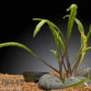 Grasblättriger Wasserkelch, Cryptocoryne crispatula, In Vitro