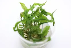 Grasblättriger Wasserkelch, Cryptocoryne crispatula, In Vitro