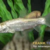 Graskarpfen albino, Ctenopharyngodon idella Albino, 9-12 cm (Kaltwasser)