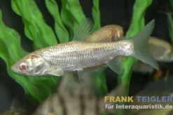 Graskarpfen albino, Ctenopharyngodon idella Albino, 9-12 cm (Kaltwasser)
