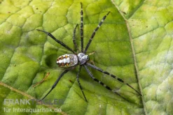 Grass Cross Spider, Argiope catenulata (Wespenspinne)