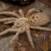 Graue Pavian-Vogelspinne, Pterinochilus lugardi