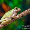 Grauer Laubfrosch, Hyla versicolor