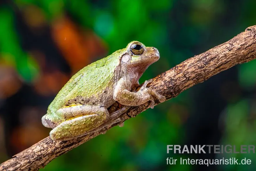 Grauer Laubfrosch, Hyla versicolor