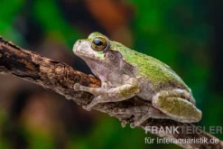 Grauer Laubfrosch, Hyla versicolor