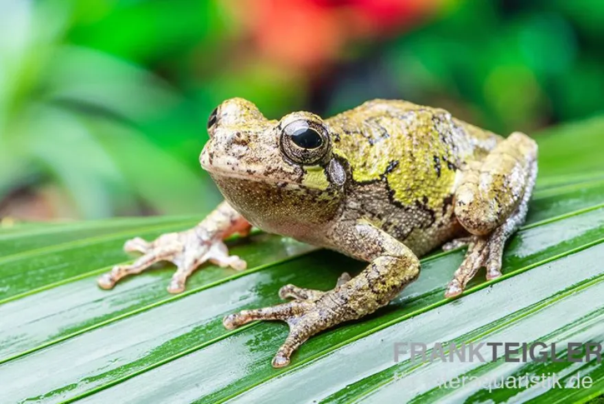 Grauer Laubfrosch, Hyla versicolor
