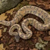 Gravel-Hypo-Königspython, Python regius