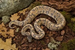Gravel-Hypo-Königspython, Python regius
