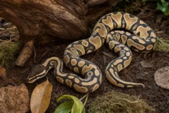 Gravel-Hypo-Königspython, Python regius