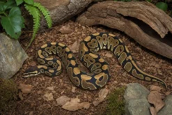 Gravel-Königspython, Python regius