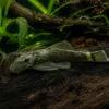 Green Dragon Antennenwels, Ancistrus sp. „Green Dragon“