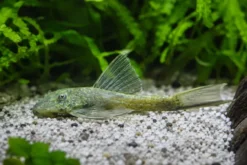 Green Dragon Antennenwels Long Fin, Ancistrus sp. „Green Dragon“