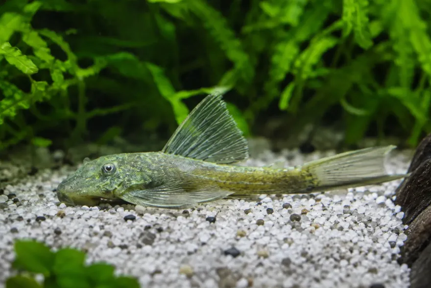 Green Dragon Antennenwels Long Fin, Ancistrus sp. „Green Dragon“