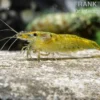 Green Fire Shrimp, Neocaridina davidi "Green Fire"