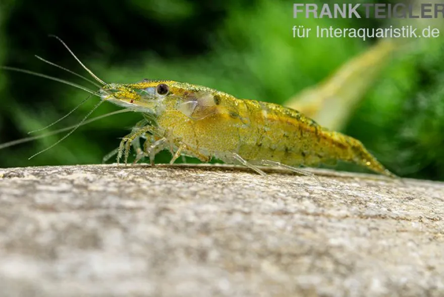 Green Fire Shrimp, Neocaridina davidi "Green Fire"