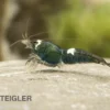 Green Hulk Garnele, Caridina logemanni Green Hulk (Taiwan Bee)