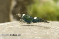 Green Hulk Garnele, Caridina logemanni Green Hulk (Taiwan Bee)