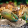 Green Hulk-Krebs, Cherax sp. Green Hulk - Zufällig