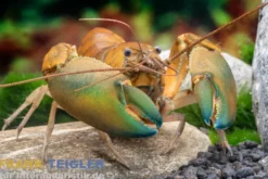 Green Hulk-Krebs, Cherax sp. Green Hulk - Zufällig