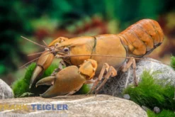 Green Hulk-Krebs, Cherax sp. Green Hulk - Zufällig