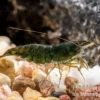 Green Jade Garnele, Neocaridina davidi