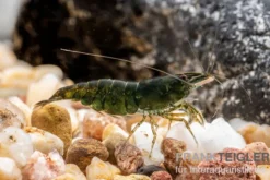 Green Jade Garnele, Neocaridina davidi