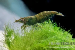 Green Jade Garnele, Neocaridina davidi
