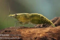Green Jade Garnele, Neocaridina davidi
