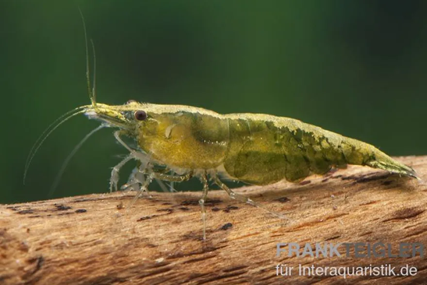 Green Jade Garnele, Neocaridina davidi