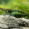 Green Jade Neon Garnele, Neocaridina davidi
