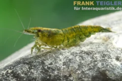 Green Jade Neon Garnele, Neocaridina davidi
