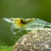 Green Jelly Garnele, Neocaridina davidi "Green Jelly"