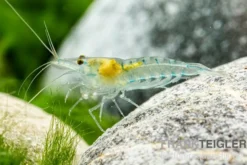 Green Jelly Garnele, Neocaridina davidi "Green Jelly"