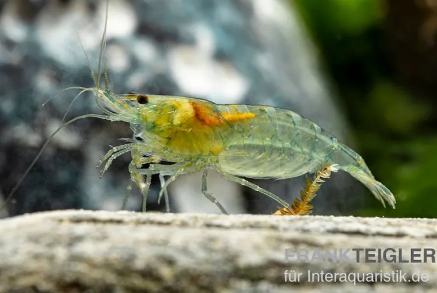 Green Jelly Garnele, Neocaridina davidi "Green Jelly"