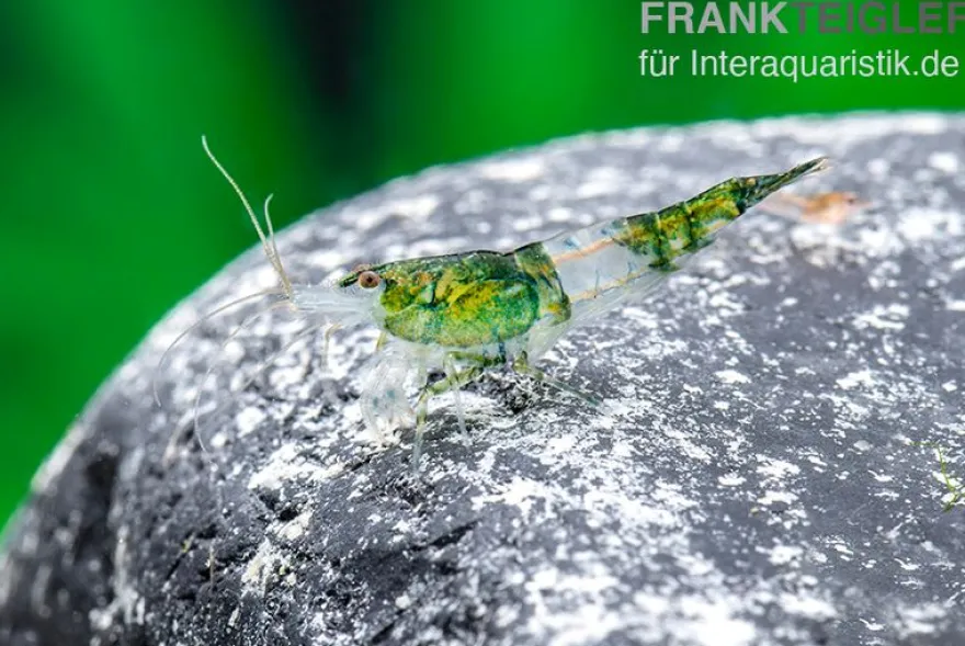 Green Rili Shrimp, Neocaridina davidi