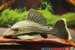 Green Royal Titan Pleco, L418, Panaque cf. titan, 15-20 cm