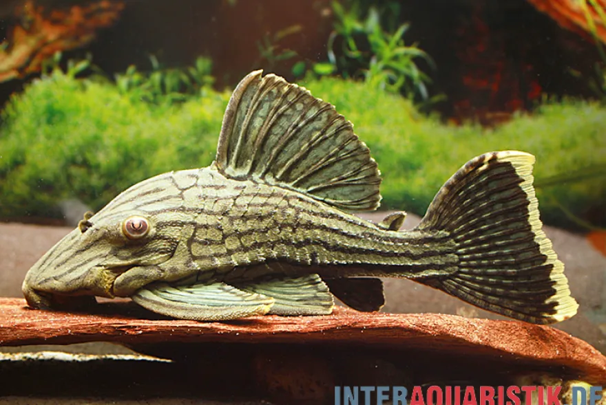 Green Royal Titan Pleco, L418, Panaque cf. titan, 15-20 cm