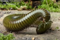 Green-Striped-Millipede, Spirostreptus spec.