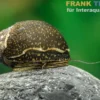 Green Tiger Rennschnecke, Neritina sp.