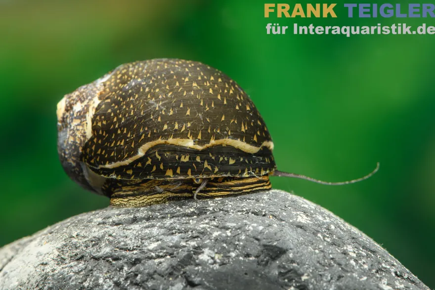 Green Tiger Rennschnecke, Neritina sp.