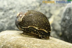 Green Tiger Rennschnecke, Neritina sp.