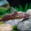 Greshoffs Fiederbartwels, Synodontis greshoffi
