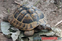Griechische Landschildkröte, Testudo hermanni boettgeri